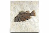 Fantastic Fossil Fish (Priscacara) - Wyoming #313999-1